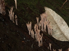 Artomyces austropiperatus