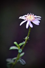 Brachyscome iberidifolia