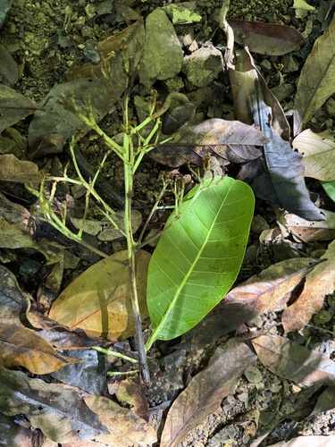Anacardium excelsum, photograph 5