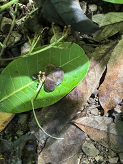 Anacardium excelsum, photograph (c) chrisdt, some rights reserved (CC BY)