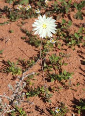 Rhodanthe chlorocephala