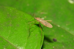 Amphineurus insulsus