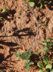 Rhodanthe chlorocephala