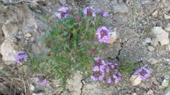 Thymus callieri
