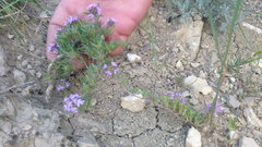 Thymus callieri