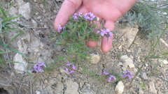 Thymus callieri