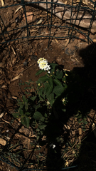 Lantana achyranthifolia