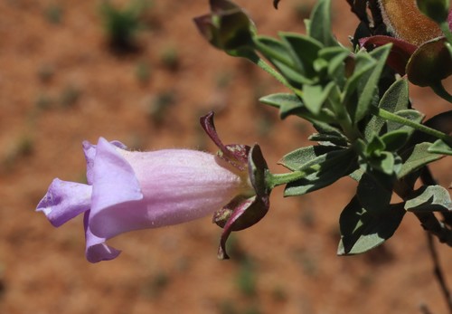 Eremophila georgei