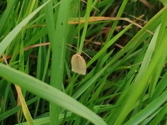 Zelotherses paleana
