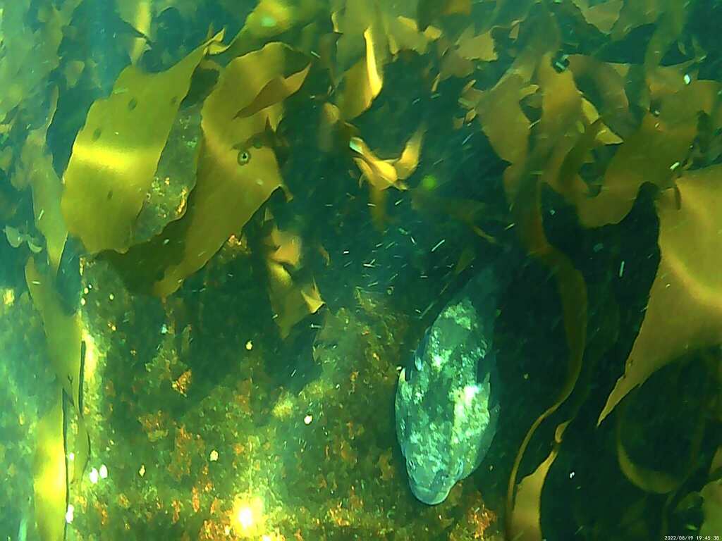 Chilean Clingfish