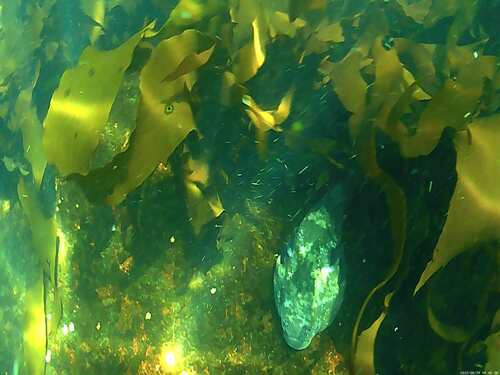 Chilean Clingfish