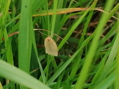 Zelotherses paleana