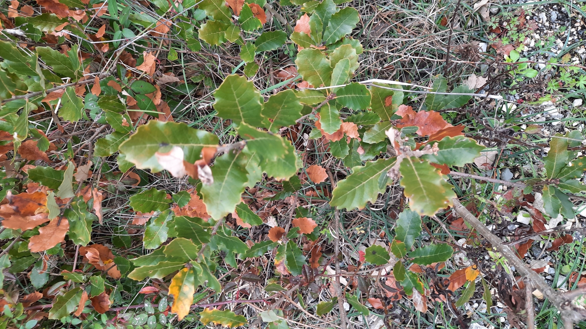 Imagem de Carvalho-português