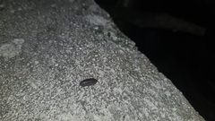 Armadillidium nasatum
