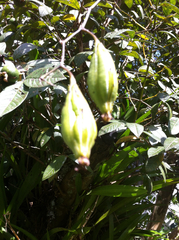 Oncidium sphacelatum