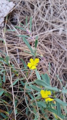 Hibbertia subvaginata