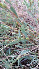 Hibbertia subvaginata