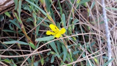 Hibbertia subvaginata