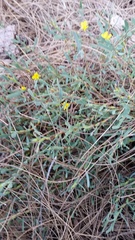 Hibbertia subvaginata