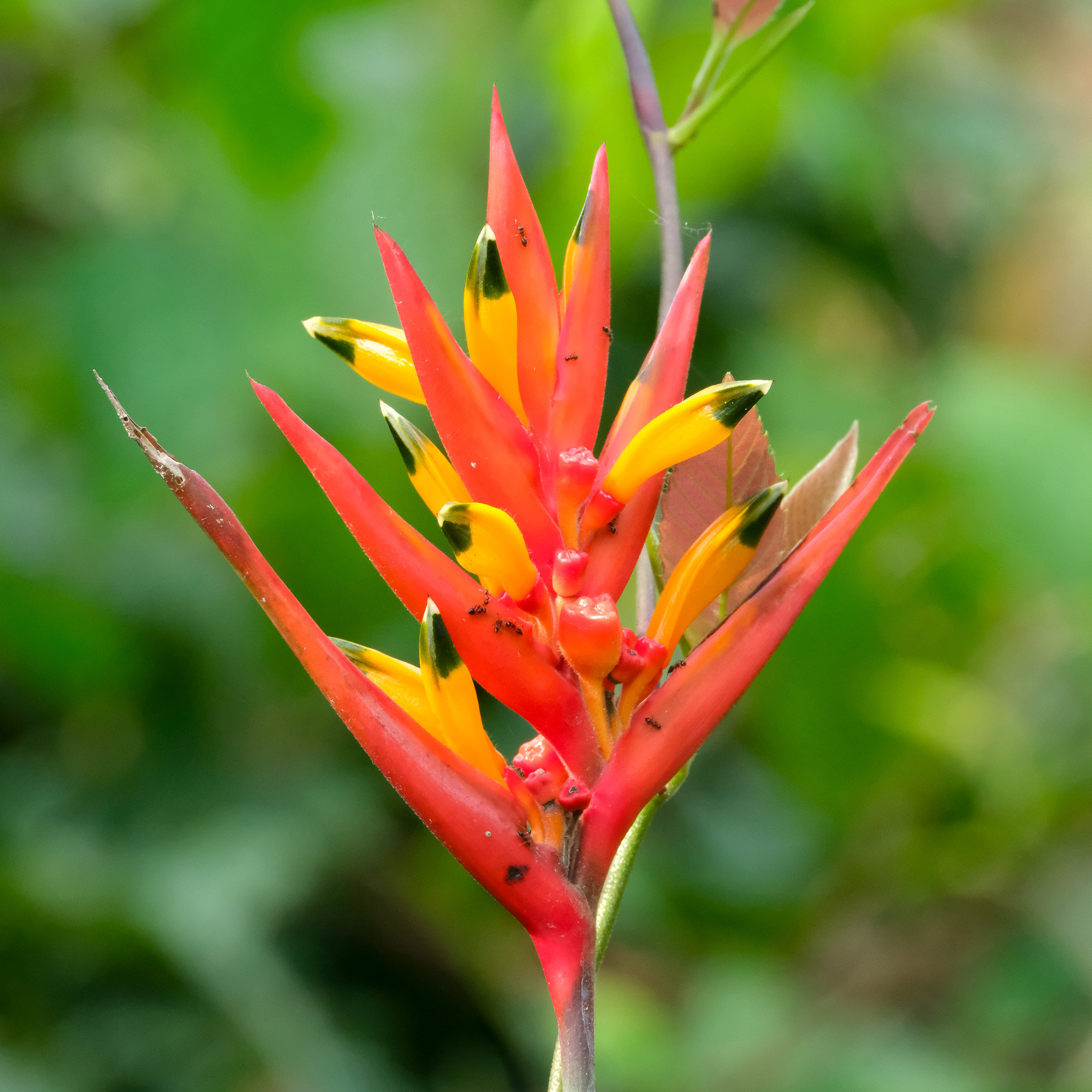 Heliconia psittacorum
