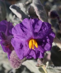 Solanum lasiophyllum