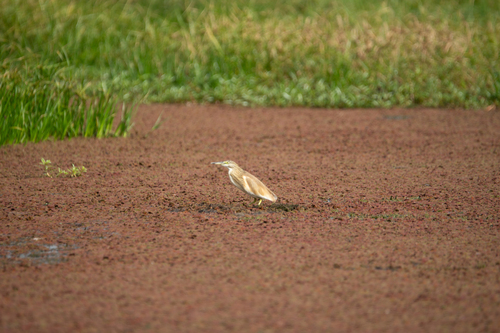 Squacco Heron