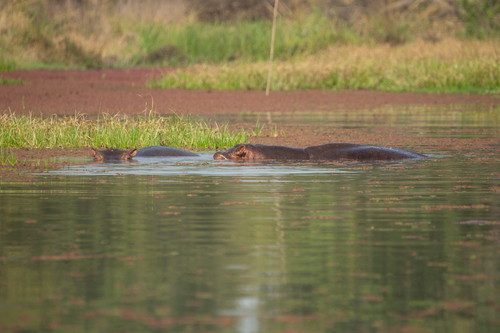 Common Hippopotamus