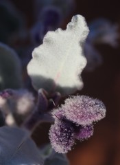 Solanum lasiophyllum
