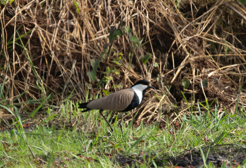 Spur-winged Lapwing