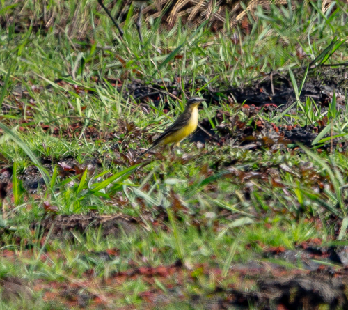Western Yellow Wagtail