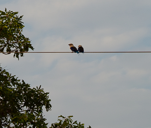 Blue-bellied Roller