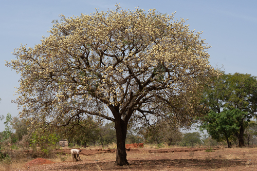 Shea Tree