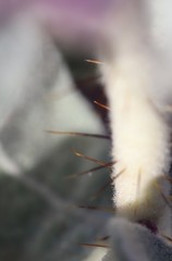 Solanum lasiophyllum