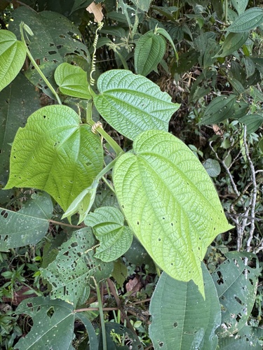 Passiflora costaricensis, photograph 4