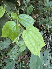 Passiflora costaricensis, photograph (c) chrisdt, some rights reserved (CC BY)