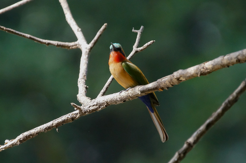 Red-throated Bee-eater