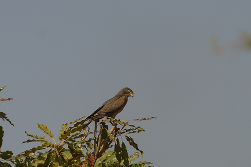 Grasshopper Buzzard (Butastur rufipennis), photo 4