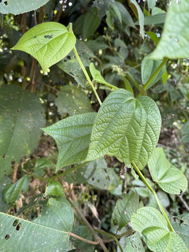 Passiflora costaricensis, photograph 5
