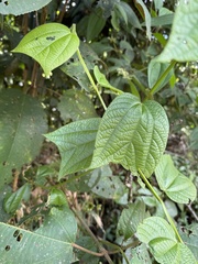 Passiflora costaricensis, photograph (c) chrisdt, some rights reserved (CC BY)
