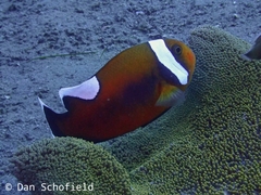 Amphiprion polymnus