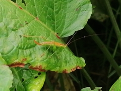Conocephalus dorsalis