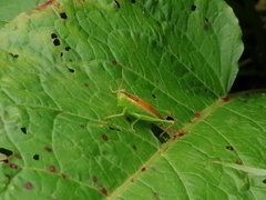 Conocephalus dorsalis