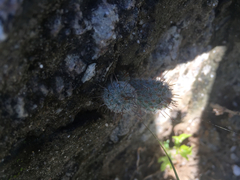 Mammillaria pottsii