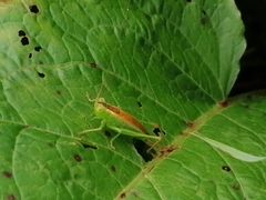 Conocephalus dorsalis