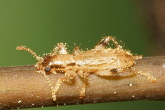 Lemidia aptera