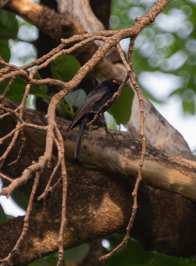 Sharpe's Drongo (Dicrurus sharpei), photo 8