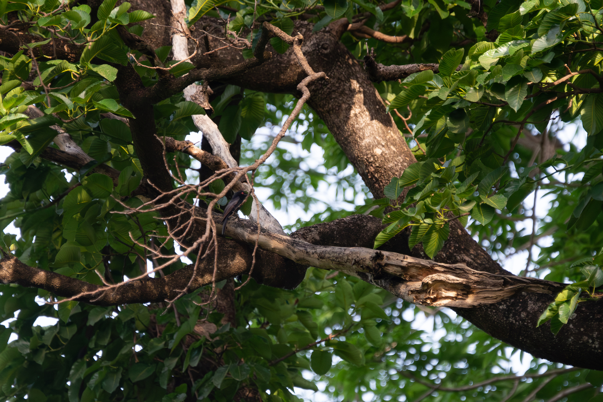 Sharpe's Drongo (Dicrurus sharpei), photo 9