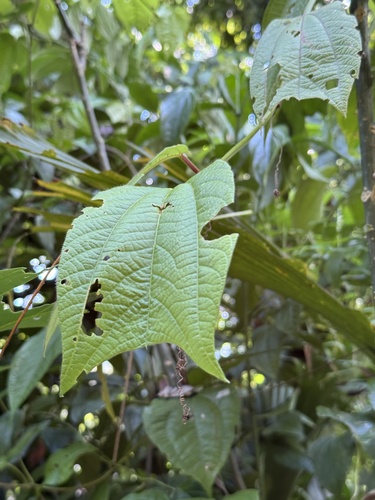 Passiflora costaricensis, photograph 2