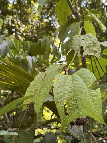 Passiflora costaricensis, photograph 3