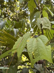 Passiflora costaricensis, photograph (c) chrisdt, some rights reserved (CC BY)